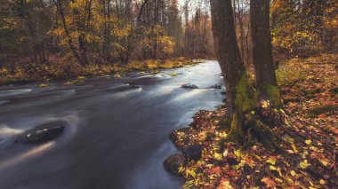 A river Roshchinka in the Lendulovskaya Grove nature reserve in the Leningrad Region on an autumn day.	