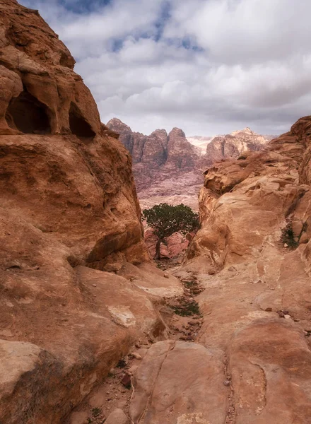 Pequena Árvore Solitária Montanhas Desertas Petra Jordânia — Fotografia de Stock