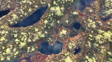 Sonbaharda bataklığın ortasında küçük göller, Leningrad bölgesinde bir doğa rezervi.