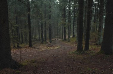 Sonbaharda karanlık sonbahar ormanlarında toprak yol.