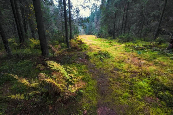 Arbustos Helechos Brillantes Oscuro Bosque Del Norte Otoño —  Fotos de Stock