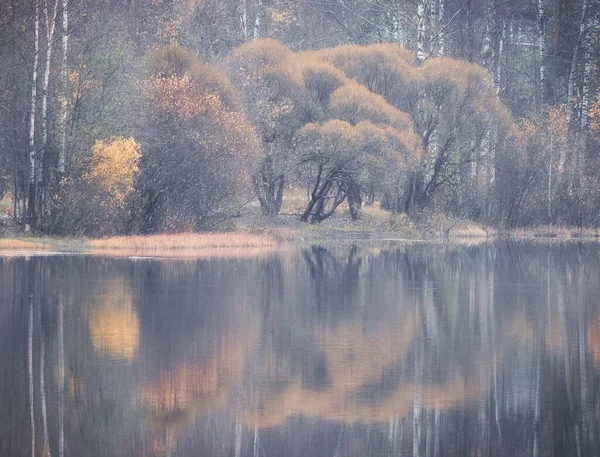 Salici Riva Lago Parco Autunnale Una Luce Foschia — Foto Stock