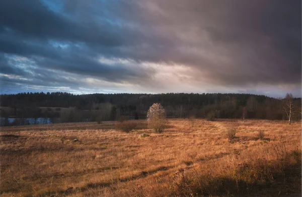 Eenzame Boom Herfst Veld Met Droog Gras — Stockfoto