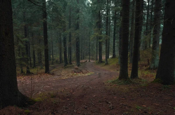 Грязная Дорога Темном Осеннем Северном Лесу Осенью — стоковое фото