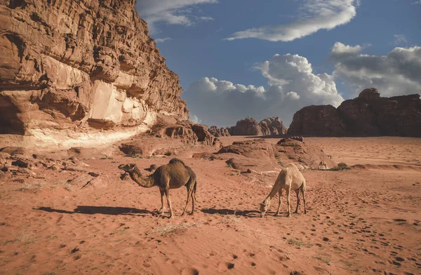 Hjord Kameler Betar Sanden Wadiromöknen Jordanien — Stockfoto