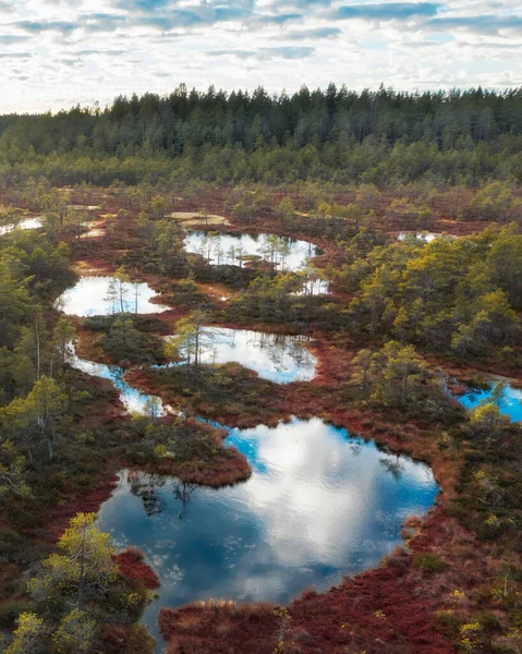 Невеликі Озера Посеред Болота Восени Природний Заповідник Болото Озерне Ленінградській — стокове фото