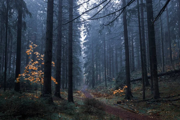 Egy Sötét Ködös Őszi Erdőben — Stock Fotó