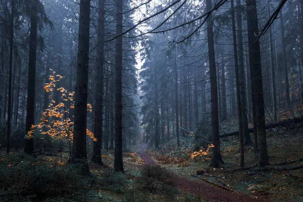 Weg Een Somber Mistig Herfstbos — Stockfoto