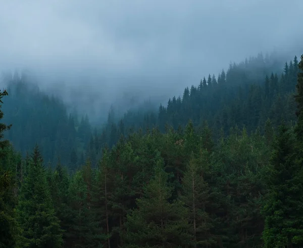 Еловые Леса Туманных Дождливых Горах Голубой Дымкой — стоковое фото