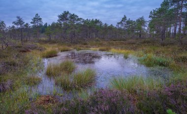 Şafak vakti renkli bataklık manzarası yaz akşamı