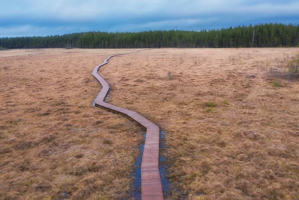 Wandelend Houten Pad Tussen Gele Herfstmoerassen Sestroretsk Moerasreservaat Petersburg — Stockfoto