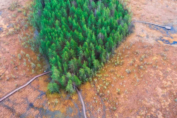 Groen Bos Tussen Gele Herfstmoerassen Sestroretsk Moerasreservaat Petersburg — Stockfoto