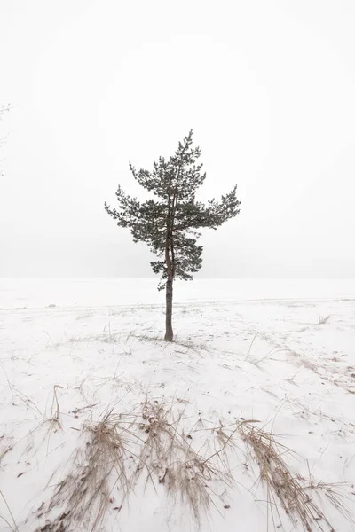 Eenzame Dennenboom Een Besneeuwd Veld Een Sneeuwstorm Winter Grafisch Minimalisme — Stockfoto