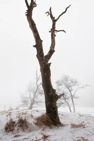 Boom Aan Oever Van Een Besneeuwd Meer Winter Mist Stijl — Stockfoto