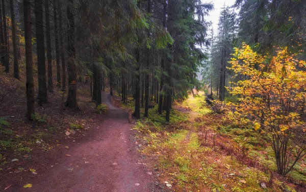 Ścieżka Jesienny Kolorowy Las Jesienny Wieczór Toksovo Leningradzki Obwód — Zdjęcie stockowe