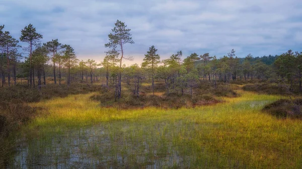 Dawn Swamp Autumn Morning — Stock Photo, Image