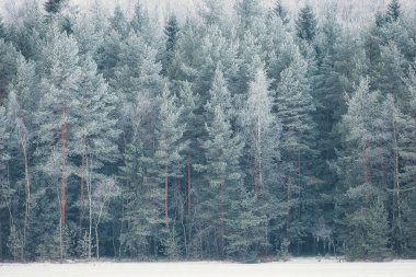 Rime 'deki kış ormanı ve dondaki kar, arka plan