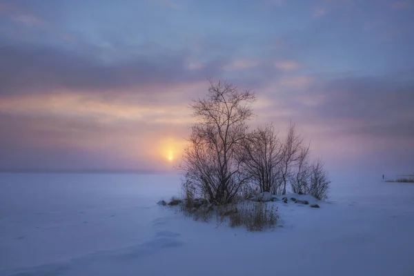 Arbre Solitaire Sur Rive Lac Vuoksa Dans Contexte Coucher Soleil — Photo