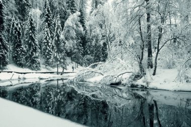 Harikalar Diyarı. Rusya 'nın Leningrad Bölgesi' ndeki Rezerv Lendulovskaya Roscha 'yı yansıtan bir orman nehrinin kıyısındaki ağaçlar.  