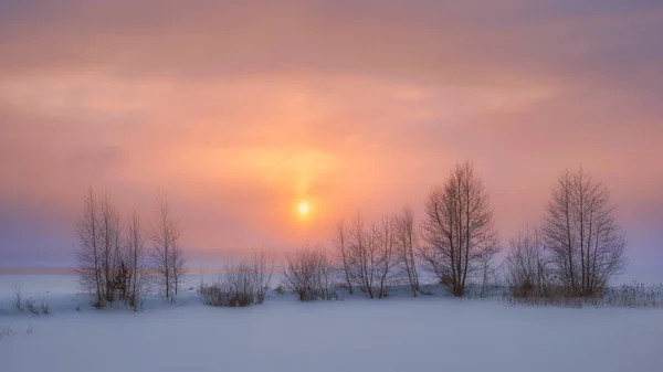 Arbres Sur Rive Lac Vuoksa Dans Contexte Coucher Soleil Hiver — Photo