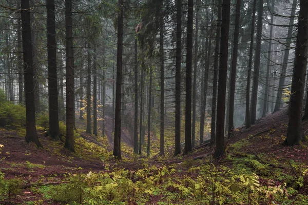 Северный Холмистый Мистический Туманный Лес Осенним Вечером — стоковое фото