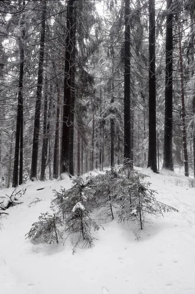 Paisagem Inverno Preto Branco Sobre Floresta Russa Severa Pinheiros Enormes — Fotografia de Stock