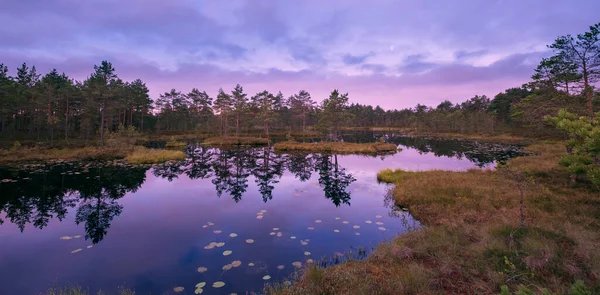 Colorido Paisaje Con Pantano Amanecer Principios Otoño Norte Rusia — Foto de Stock