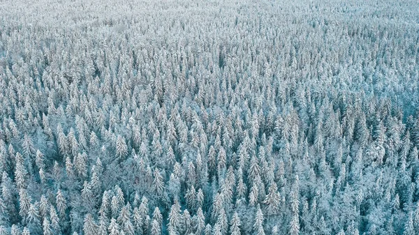 Ijzig Noordelijk Bos Sneeuw Sneeuwval Uitzicht Vanaf Top Van Een — Stockfoto