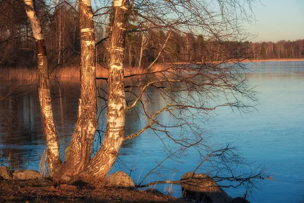 Береза Озере Ранней Весной Ясный Солнечный День — стоковое фото