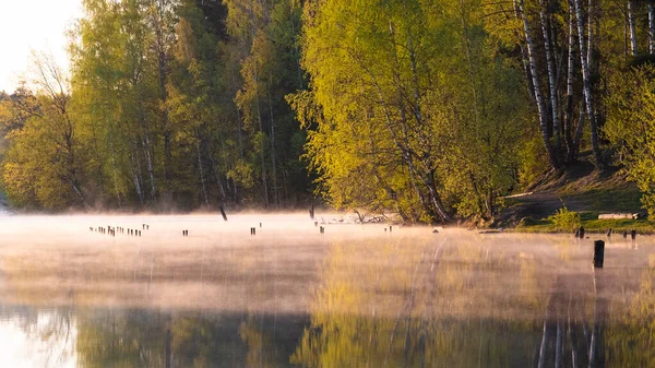 Poranna Mgła Latem Leśnym Jeziorze — Zdjęcie stockowe