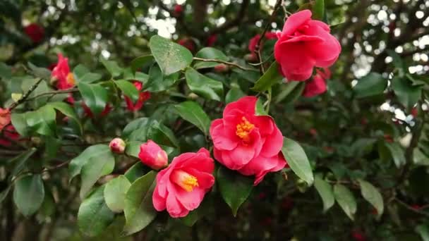 Червоні Квіти Квітучих Дерев Камелії Романтичному Старому Весняному Саду — стокове відео