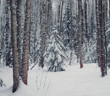  Kar yağdıktan sonra, kar altındaki orman. Küçük Noel ağaçları, ladin ve huş ağaçları