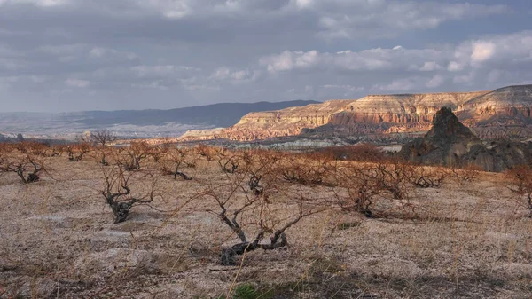 Vineyards Background Canyon Rocks Red Valley Cappadocia Turkey — Stock Photo, Image