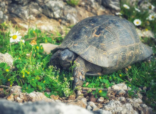 Land turtle Testudinidae, in Turkey in the province of Mugla in the spring in daisies