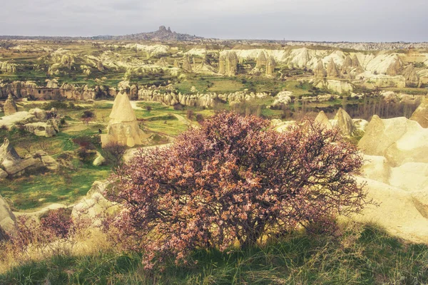 Blooming Wild Apricot Spring Background Cappadocia Turkey — Stock Photo, Image