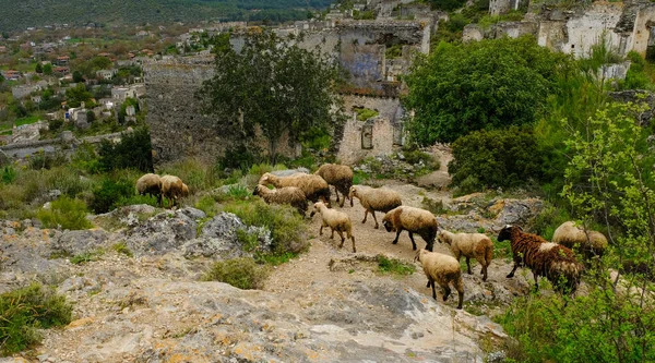 Türkiye Terk Edilmiş Yunan Köyü Kayakoy Bir Koç Sürüsü — Stok fotoğraf