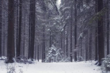 small trees Foggy winter forest in snow,  