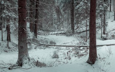 Fallen trees in the winter snowy forest