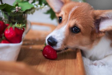 Portrait of a red welsh corgi pembroke puppy eats strawberries at home