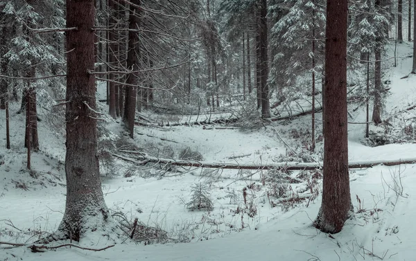 Upadłe Drzewa Zimowym Śnieżnym Lesie — Zdjęcie stockowe