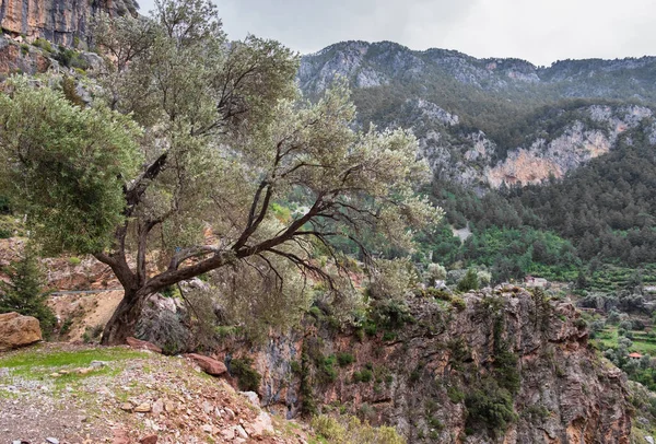 Willow Tree Rocks Background Faralya Village Turkey — Stock Photo, Image