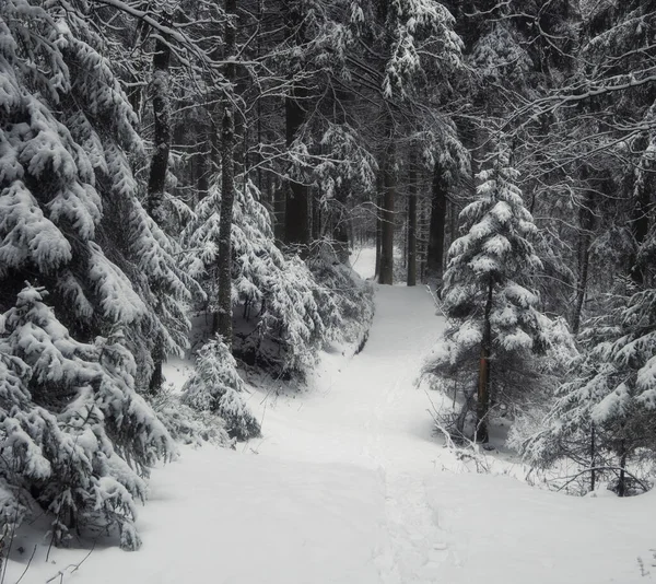 Caminho Vazio Inverno Floresta Assustadora Escura Após Queda Neve — Fotografia de Stock