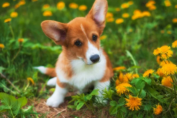 Piccolo Cucciolo Rosso Gallese Corgi Pembroke Campo Tarassaco Estate — Foto Stock