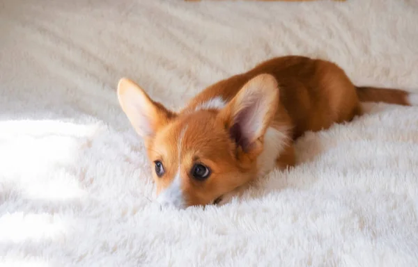 Pequeno Cachorro Pembroke Corgi Galês Vermelho Com Orelhas Grandes Escondeu — Fotografia de Stock
