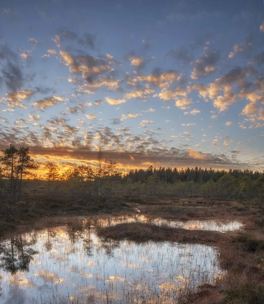 夏天北部沼泽地的黎明 — 图库照片