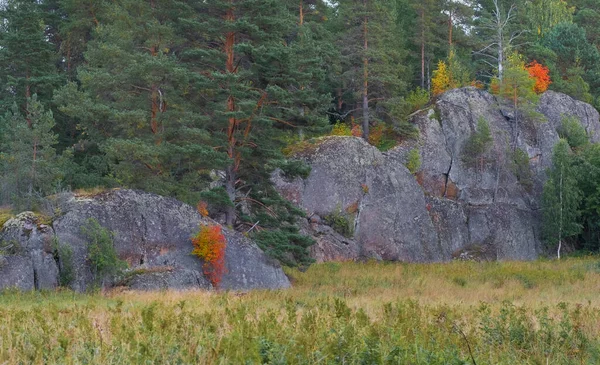 Cespugli Rossi Rocce Granito Nella Foresta Autunno Carelia Russia — Foto Stock