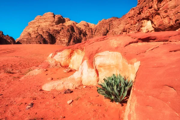 Zielony Krzew Czerwonych Piaszczystych Skałach Pustyni Wadi Rum Jordan Gorący — Zdjęcie stockowe