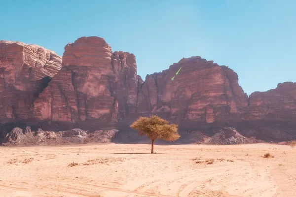 Eenzame Boom Wadi Rum Woestijn Jordanië Tegen Achtergrond Van Zandstenen — Stockfoto
