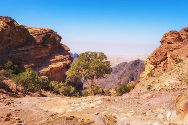 Lonely Tree Desert Mountains Famous Petra Jordan — Stock Photo, Image