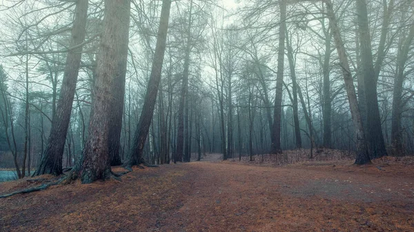 Floresta Nebulosa Final Outono Com Neblina Azul Folhas Vermelhas Caídas — Fotografia de Stock